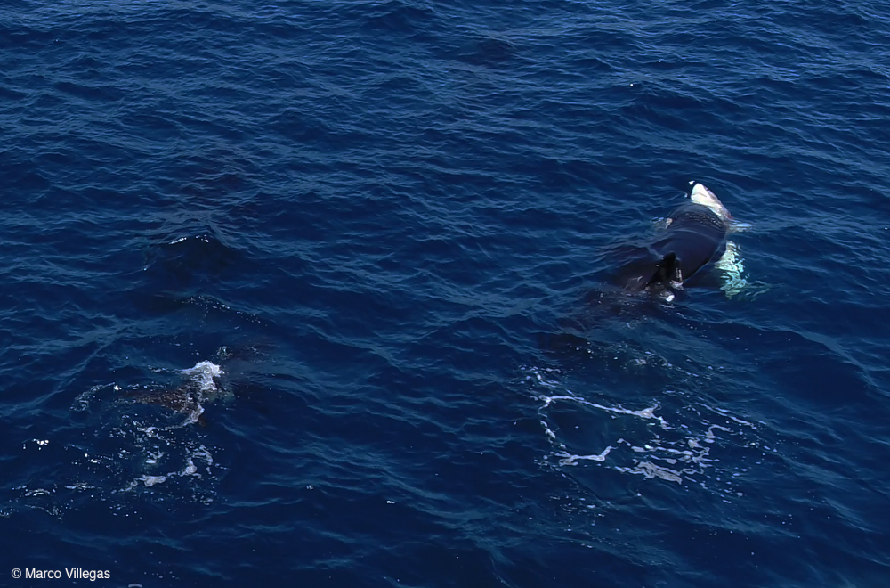 An orca strikes a shark in the belly